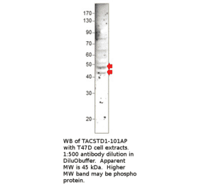 Anti-EpCAM Antibody (A54521) - Antibodies.com