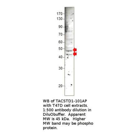 Anti-EpCAM Antibody from FabGennix (TACSTD1-101AP) - Antibodies.com