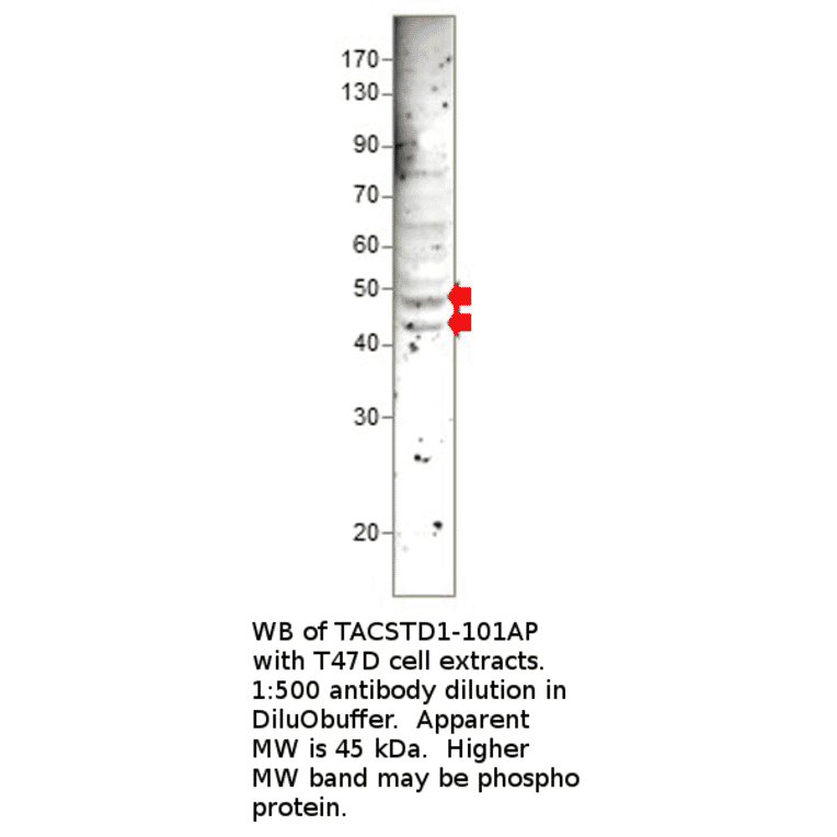 Anti-EpCAM Antibody from FabGennix (TACSTD1-101AP) - Antibodies.com