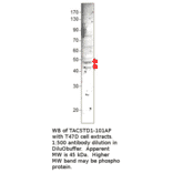 Anti-EpCAM Antibody from FabGennix (TACSTD1-101AP) - Antibodies.com