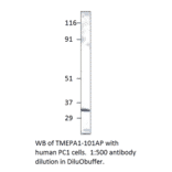 Anti-TMEPAI Antibody from FabGennix (TMEPA1-101AP) - Antibodies.com