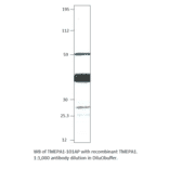 Anti-TMEPAI Antibody from FabGennix (TMEPA1-101AP) - Antibodies.com