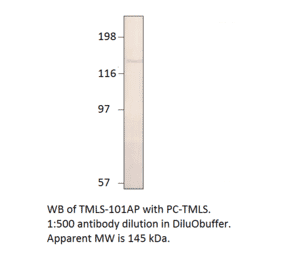 Anti-Timeless Antibody from FabGennix (TMLS-101AP) - Antibodies.com