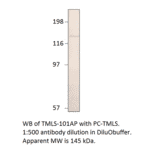 Anti-Timeless Antibody from FabGennix (TMLS-101AP) - Antibodies.com
