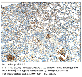 Anti-YME1L1 Antibody from FabGennix (YME1L1-101AP) - Antibodies.com