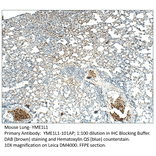 Anti-YME1L1 Antibody from FabGennix (YME1L1-101AP) - Antibodies.com