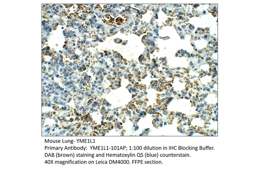 Anti-YME1L1 Antibody from FabGennix (YME1L1-101AP) - Antibodies.com
