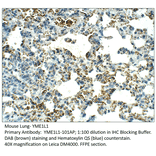 Anti-YME1L1 Antibody from FabGennix (YME1L1-101AP) - Antibodies.com