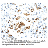 Anti-ZDHHC9 Antibody from FabGennix (ZDHHC9-901AP) - Antibodies.com