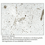 Anti-ZDHHC9 Antibody from FabGennix (ZDHHC9-901AP) - Antibodies.com