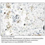 Anti-ZDHHC9 Antibody from FabGennix (ZDHHC9-901AP) - Antibodies.com