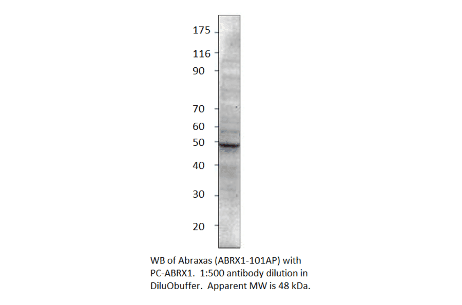 Anti-CCDC98 Antibody from FabGennix (ABRX1-101AP) - Antibodies.com