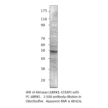 Anti-CCDC98 Antibody from FabGennix (ABRX1-101AP) - Antibodies.com