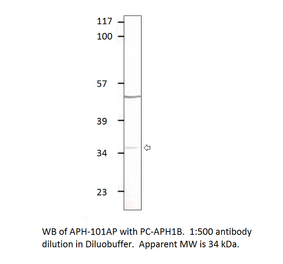 Anti-Aph 1b Antibody from FabGennix (APH1B-101AP) - Antibodies.com