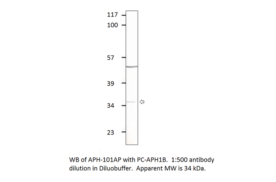 Anti-Aph 1b Antibody from FabGennix (APH1B-101AP) - Antibodies.com