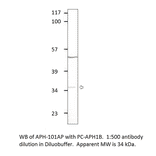 Anti-Aph 1b Antibody from FabGennix (APH1B-101AP) - Antibodies.com