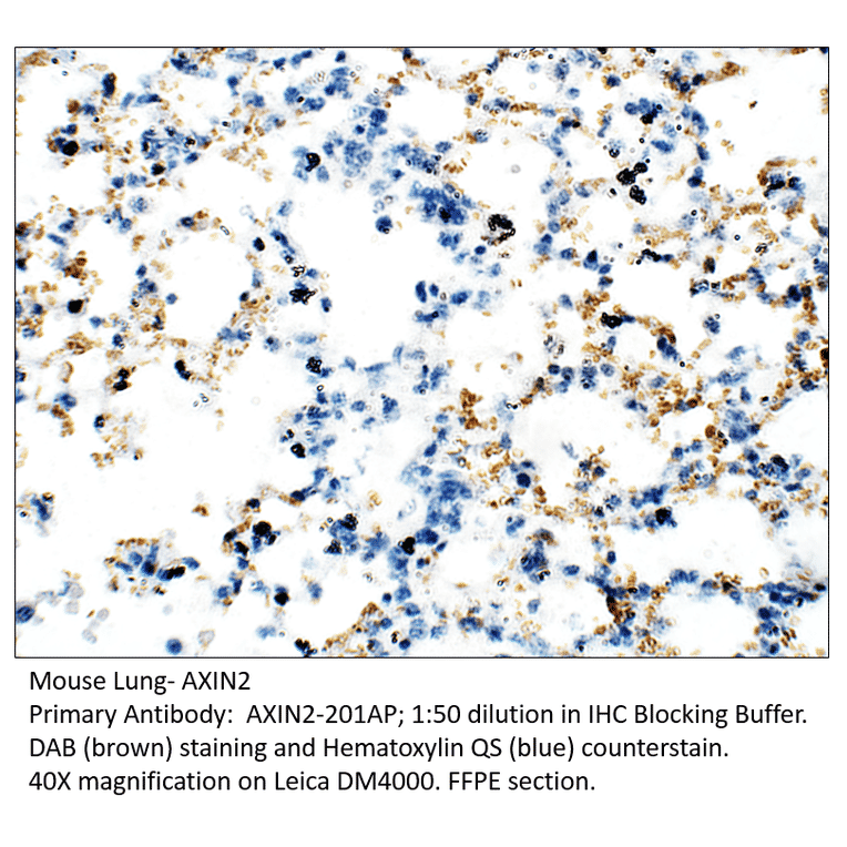 Anti-Axin 2 Antibody from FabGennix (AXIN2-201AP) - Antibodies.com
