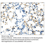 Anti-Axin 2 Antibody from FabGennix (AXIN2-201AP) - Antibodies.com