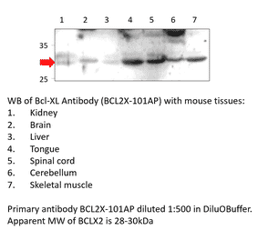 Anti-Bcl-XL Antibody from FabGennix (BCL2X-101AP) - Antibodies.com