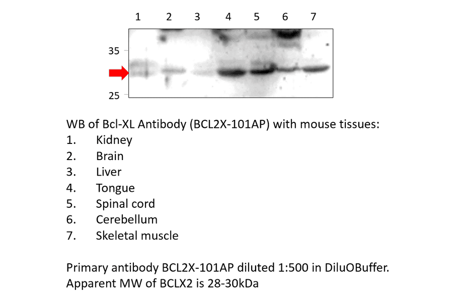 Anti-Bcl-XL Antibody from FabGennix (BCL2X-101AP) - Antibodies.com