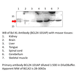 Anti-Bcl-XL Antibody from FabGennix (BCL2X-101AP) - Antibodies.com