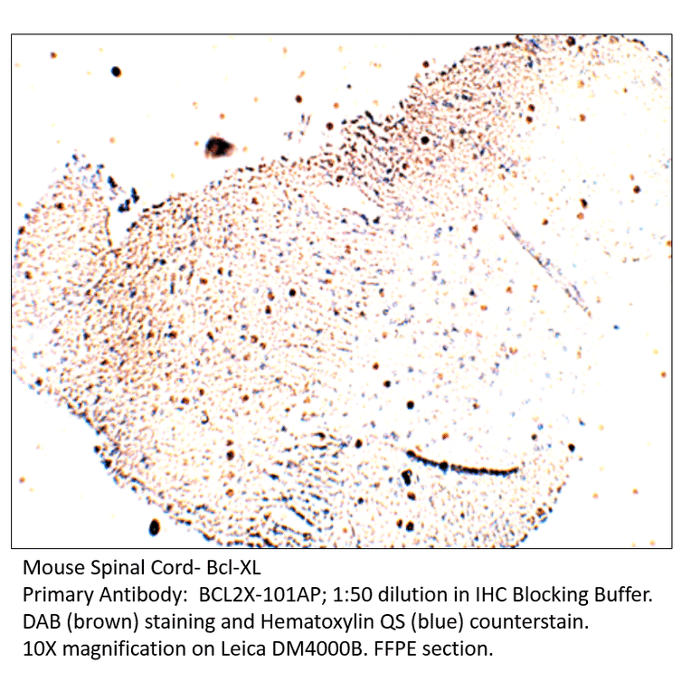 Anti-Bcl-XL Antibody from FabGennix (BCL2X-101AP) - Antibodies.com