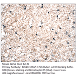 Anti-Bcl-XL Antibody from FabGennix (BCL2X-101AP) - Antibodies.com