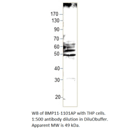 Anti-BMP11 Antibody from FabGennix (BMP11-1101AP) - Antibodies.com