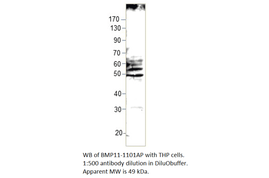 Anti-BMP11 Antibody from FabGennix (BMP11-1101AP) - Antibodies.com