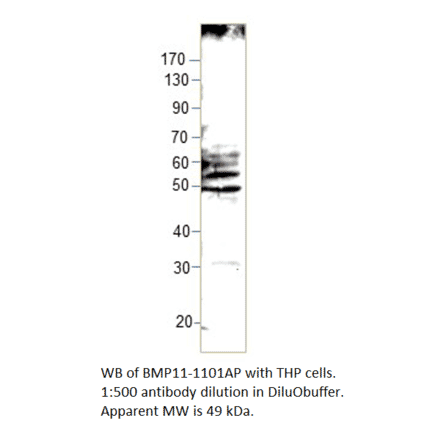 Anti-BMP11 Antibody from FabGennix (BMP11-1101AP) - Antibodies.com