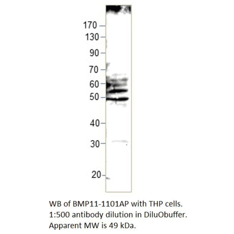 Anti-BMP11 Antibody from FabGennix (BMP11-1101AP) - Antibodies.com
