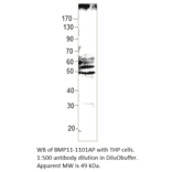 Anti-BMP11 Antibody from FabGennix (BMP11-1101AP) - Antibodies.com