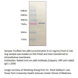 Anti-Calpain Antibody from FabGennix (CALP-101AP) - Antibodies.com