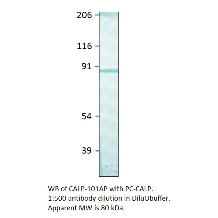 Anti-Calpain Antibody from FabGennix (CALP-101AP) - Antibodies.com