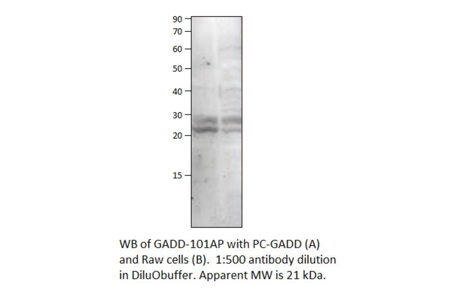 Anti-GADD45B Antibody from FabGennix (GADD-101AP) - Antibodies.com