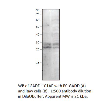 Anti-GADD45B Antibody from FabGennix (GADD-101AP) - Antibodies.com