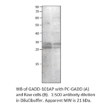 Anti-GADD45B Antibody from FabGennix (GADD-101AP) - Antibodies.com