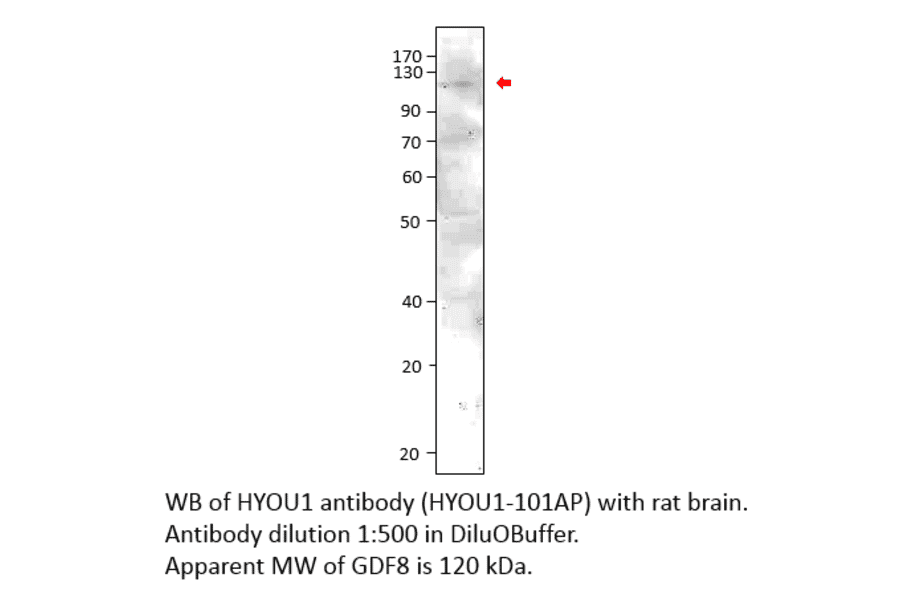 Anti-ORP150 Antibody from FabGennix (HYOU1-101AP) - Antibodies.com