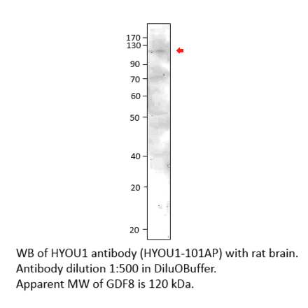 Anti-ORP150 Antibody from FabGennix (HYOU1-101AP) - Antibodies.com