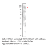 Anti-ORP150 Antibody from FabGennix (HYOU1-101AP) - Antibodies.com