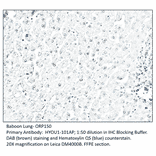 Anti-ORP150 Antibody from FabGennix (HYOU1-101AP) - Antibodies.com