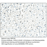 Anti-ORP150 Antibody from FabGennix (HYOU1-101AP) - Antibodies.com