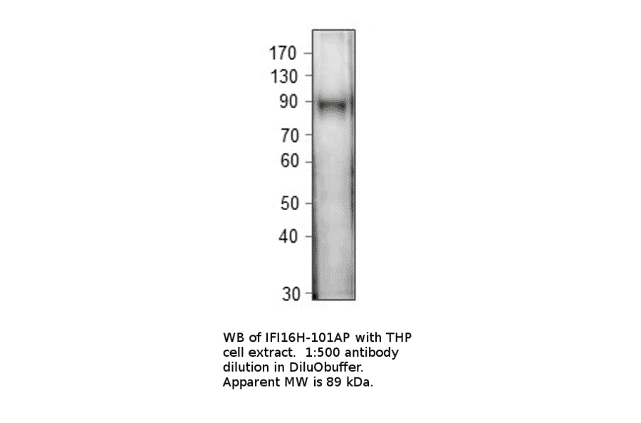 Anti-IFI16 Antibody from FabGennix (IFI16H-101AP) - Antibodies.com