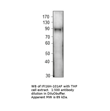 Anti-IFI16 Antibody from FabGennix (IFI16H-101AP) - Antibodies.com