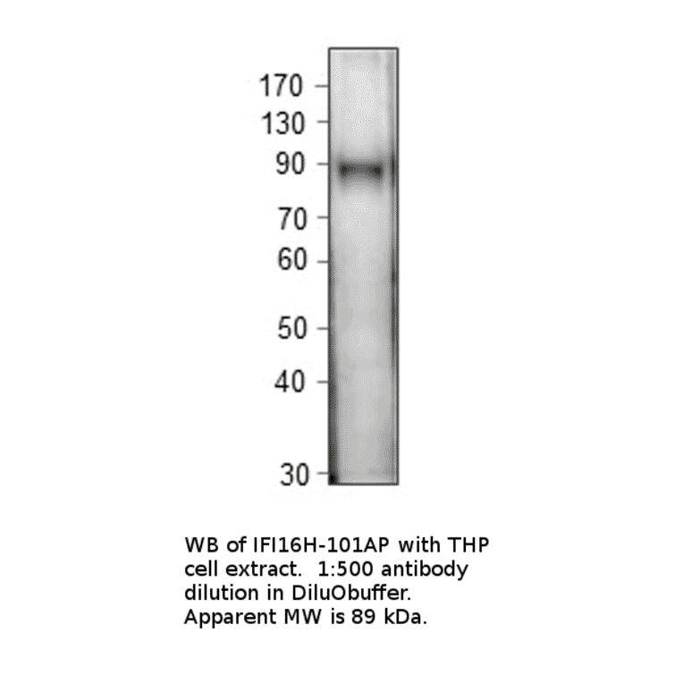 Anti-IFI16 Antibody from FabGennix (IFI16H-101AP) - Antibodies.com