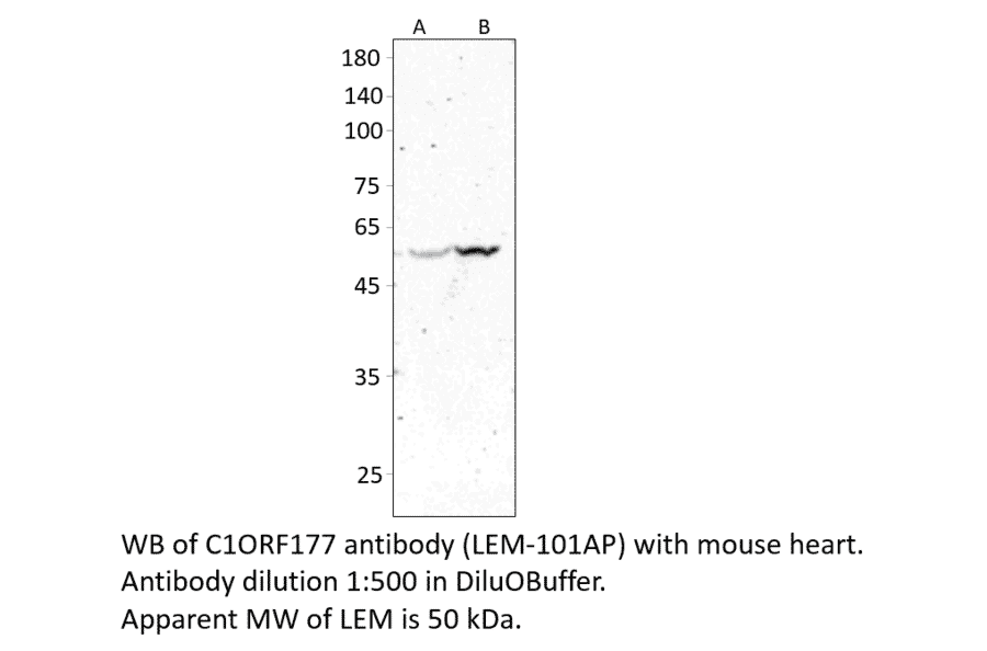 Anti-C1ORF177 Antibody from FabGennix (LEM-101AP) - Antibodies.com