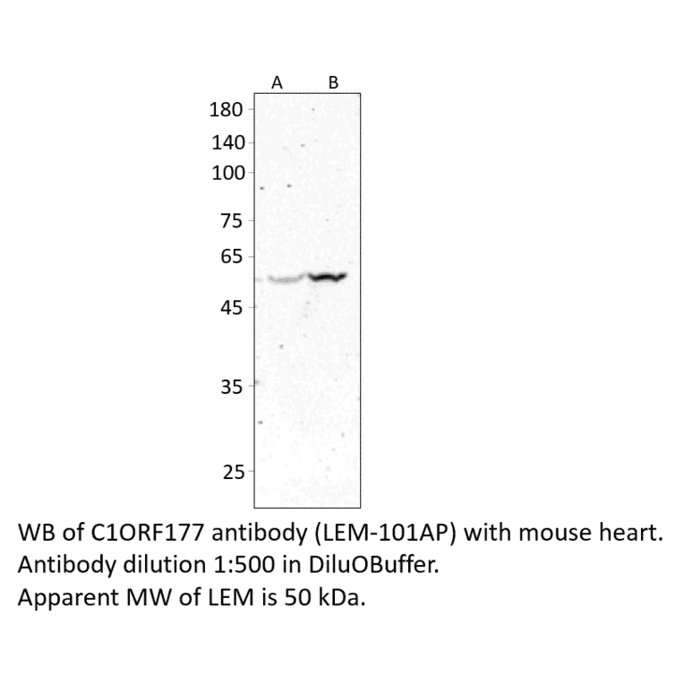 Anti-C1ORF177 Antibody from FabGennix (LEM-101AP) - Antibodies.com