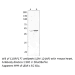 Anti-C1ORF177 Antibody from FabGennix (LEM-101AP) - Antibodies.com