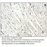 Anti-C1ORF177 Antibody from FabGennix (LEM-101AP) - Antibodies.com