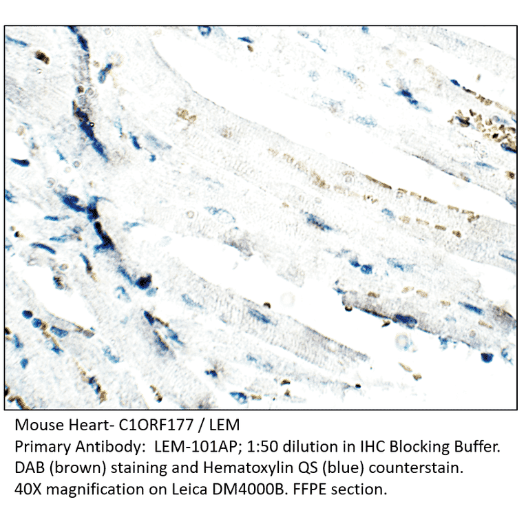 Anti-C1ORF177 Antibody from FabGennix (LEM-101AP) - Antibodies.com